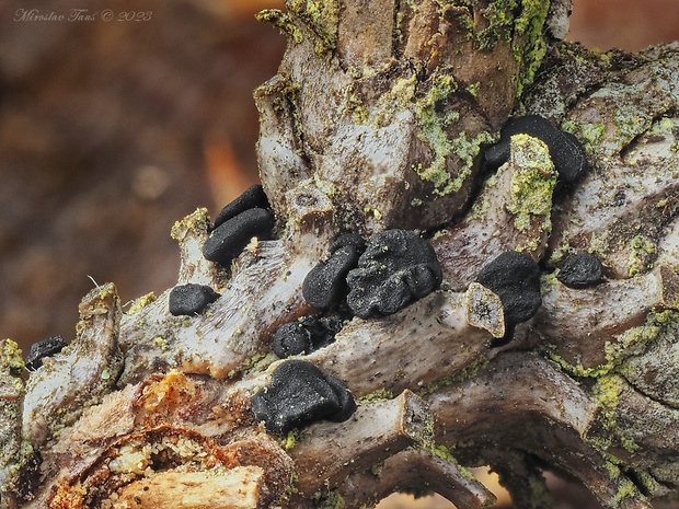 pahrnček Tryblidiopsis pinastri (Pers.) P. Karst.