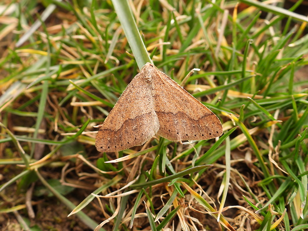 piadivka bodkovaná Agriopis marginaria