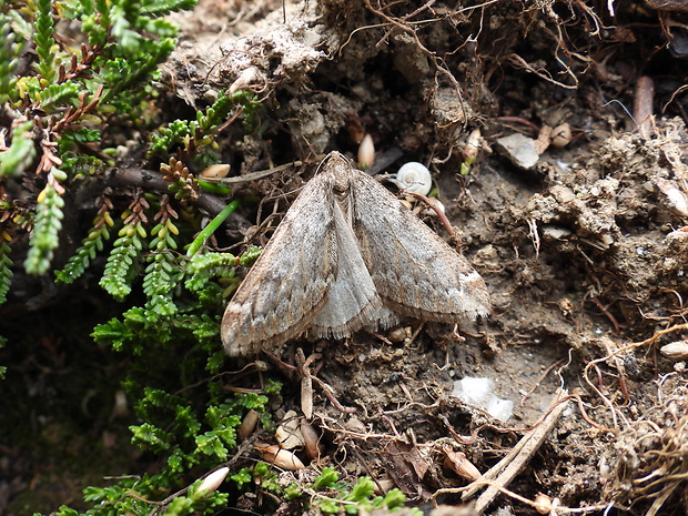 piadivka marcová Alsophila aescularia