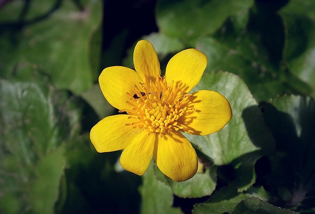 záružlie močiarne Caltha palustris L.