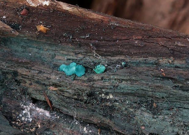 zelenica Chlorociboria sp.