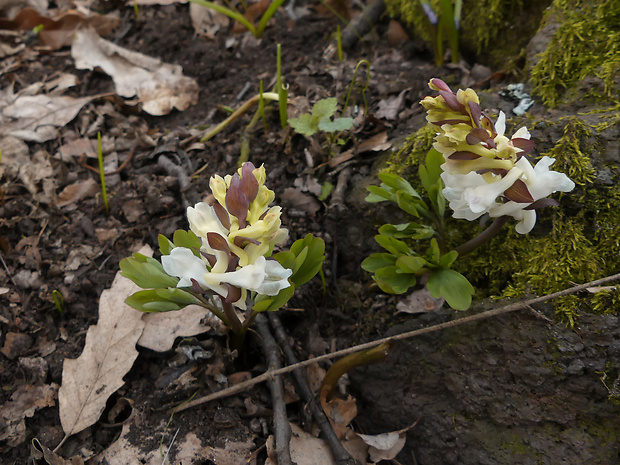 chochlačka dutá Corydalis cava (L.) Schweigg. et Körte