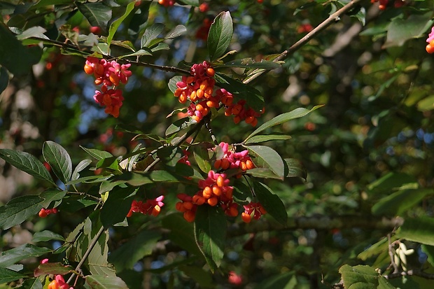 bršlen európsky Euonymus europaeus L.