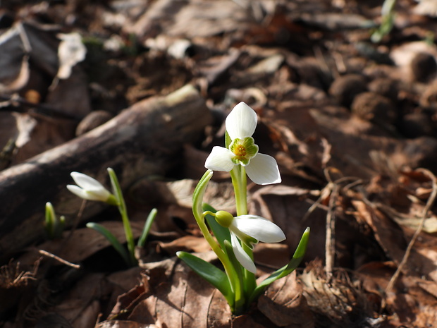 snežienka jarná Galanthus nivalis L.