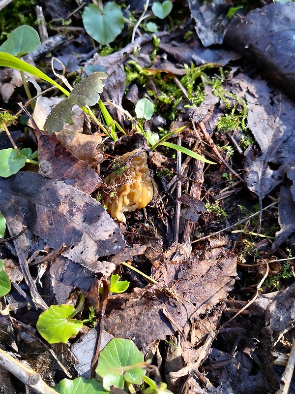 smrčok Morchella sp.