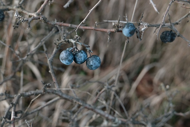 trnka obyčajná Prunus spinosa L.