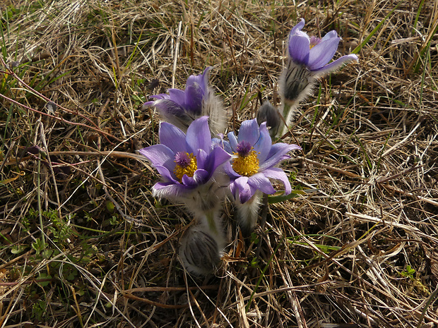 poniklec veľkokvetý Pulsatilla grandis Wender.