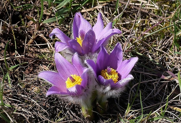 poniklec slovenský Pulsatilla slavica Reuss