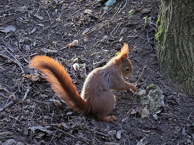 veverica stromová Sciurus vulgaris