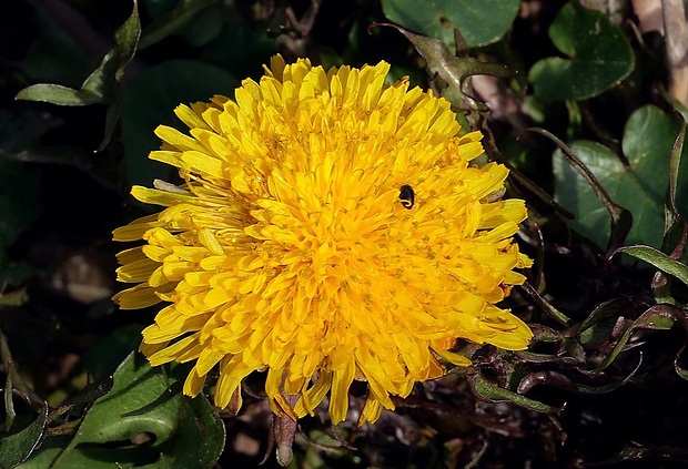 púpava Taraxacum sect. Ruderalia Kirschner, H. Øllgaard et Štěpánek