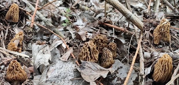 smrčkovec český Verpa bohemica (Krombh.) J. Schröt.