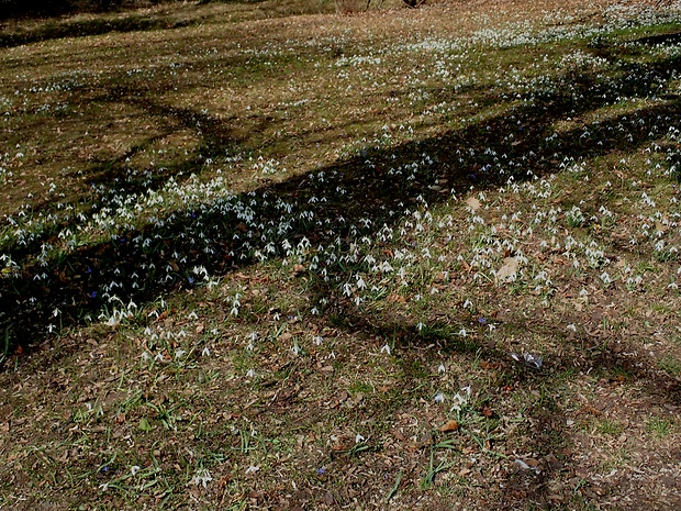 biotop snežienky jarnej