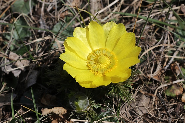 hlaváčik jarný Adonis vernalis L.