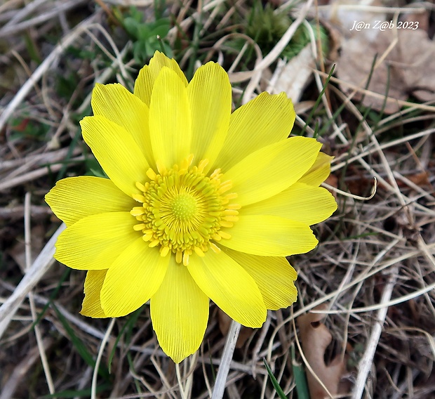 hlaváčik jarný Adonis vernalis L.