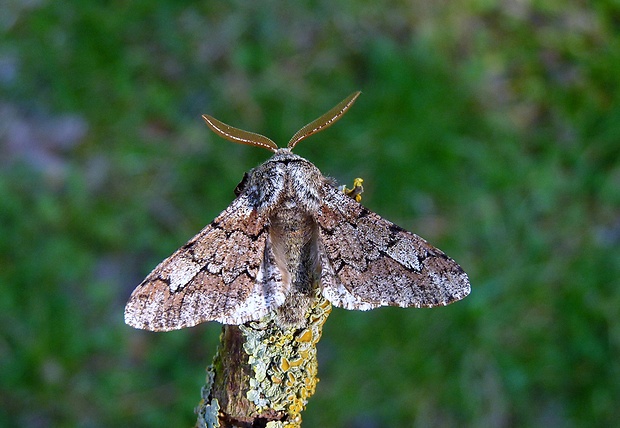 piadivka dubová Biston strataria