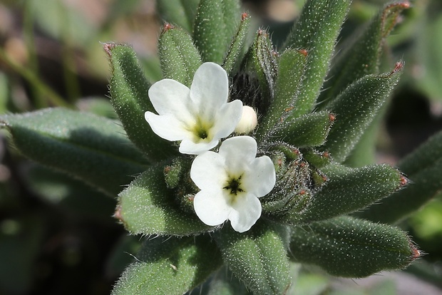 kamienka roľná Buglossoides arvensis