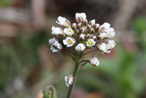 kapsička pastierska Capsella bursa-pastoris (L.) Medik.