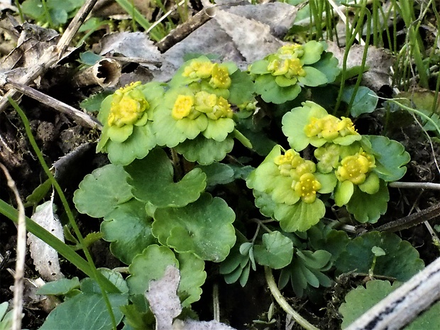 slezinovka striedavolistá Chrysosplenium alternifolium L.