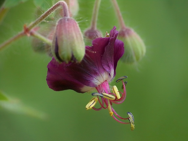 pakost hnedočervený Geranium phaeum L.