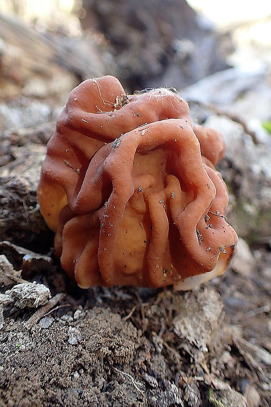 ušiak obrovský Gyromitra gigas (Krombh.) Cooke