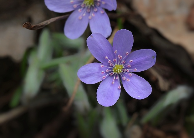 pečeňovník trojlaločný Hepatica nobilis Schreb.