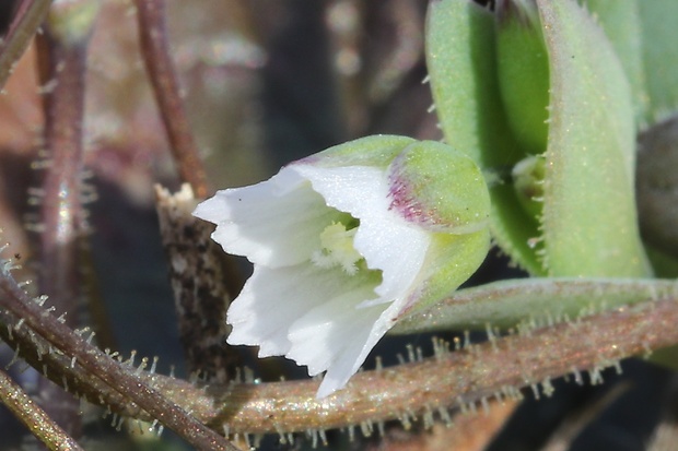 burinka okolíkatá Holosteum umbellatum L.