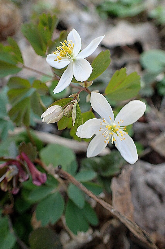 veterník žltuškovitý Isopyrum thalictroides L.