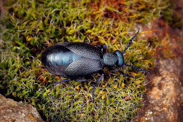 májka obyčajná (sk) / majka obecná (cz) Meloe proscarabaeus (Linnaeus, 1758)