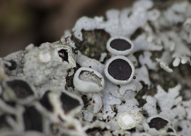 fyscia hviezdovitá Physcia stellaris (L.) Nyl.