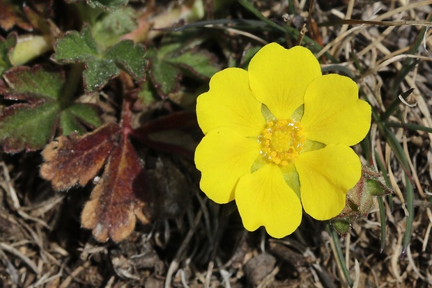 nátržník piesočný Potentilla arenaria Borkh.