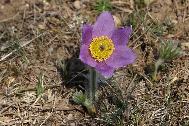 poniklec veľkokvetý Pulsatilla grandis Wender.