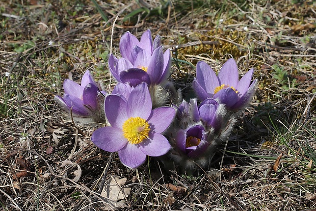 poniklec veľkokvetý Pulsatilla grandis Wender.