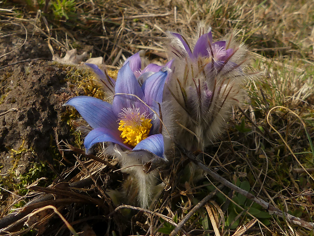 poniklec veľkokvetý Pulsatilla grandis Wender.