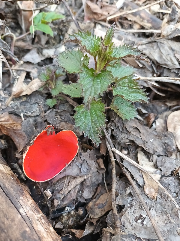 ohnivec Sarcoscypha sp.