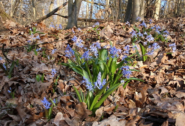 scila dvojlistá Scilla bifolia agg. L.