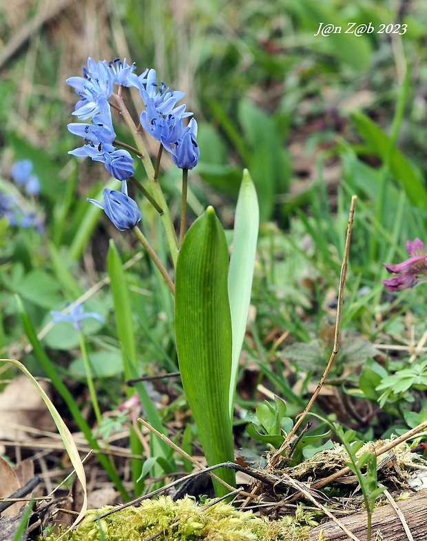 scila viedenská Scilla vindobonensis Speta