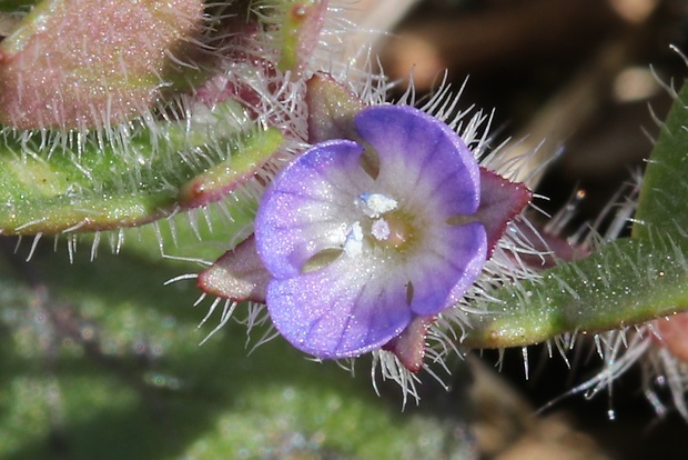 veronika brečtanolistá Veronica hederifolia L.