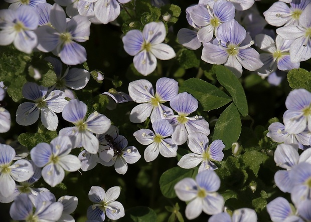 veronika Veronica sp.