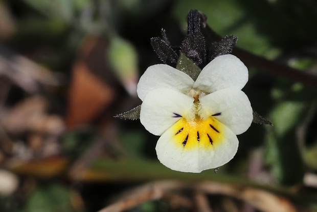 fialka roľná Viola arvensis Murray