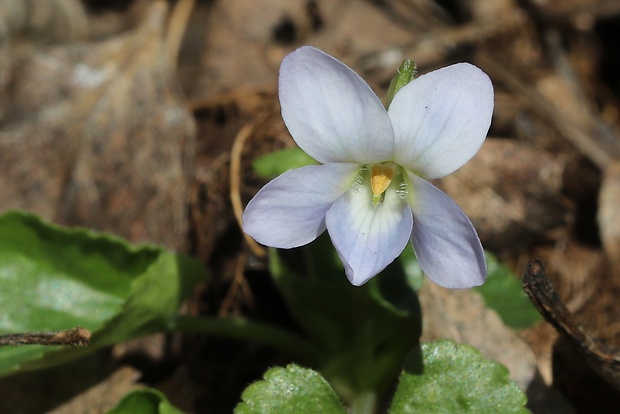 fialka voňavá Viola odorata L.