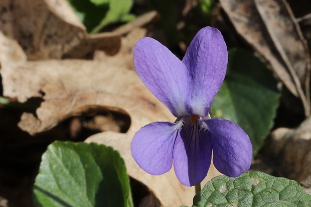 fialka voňavá Viola odorata L.