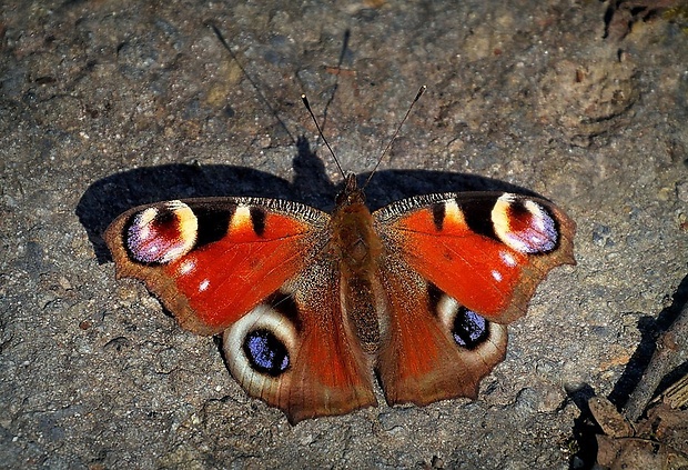 babôčka pávooká (sk) / babočka paví oko (cz) Aglais io (Linnaeus, 1758)