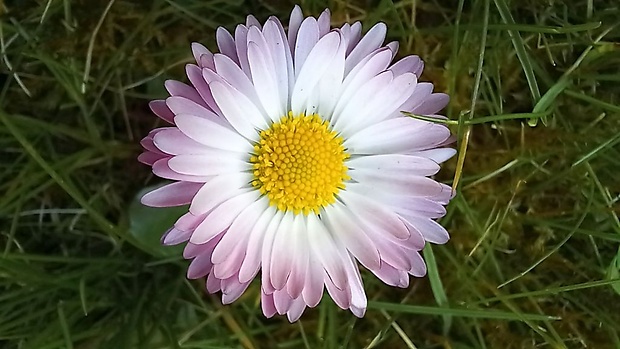 sedmokráska obyčajná Bellis perennis L.