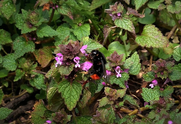 čmeľ skalný (sk) / čmelák skalní (cz) Bombus lapidarius (Linnaeus, 1758)