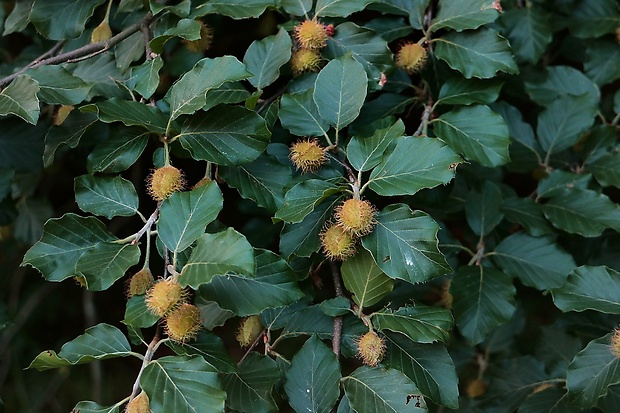 buk lesný Fagus sylvatica L.