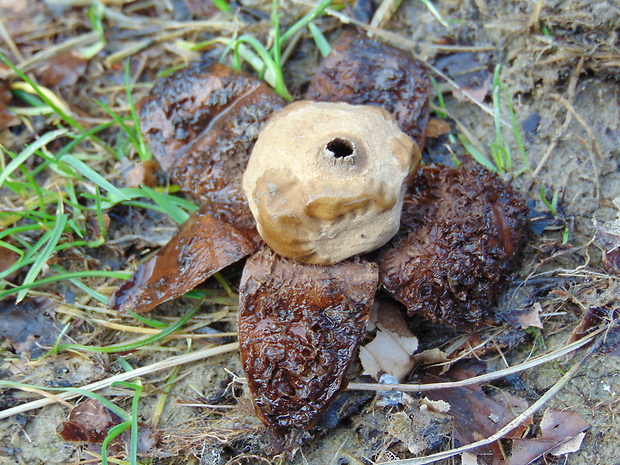 hviezdovka trojitá Geastrum triplex Jungh.