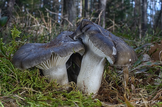 šťavnačka marcová Hygrophorus marzuolus (Fr.) Bres.