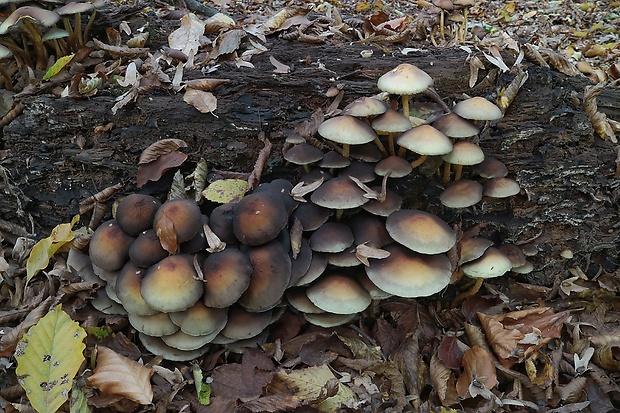 strapcovka zväzkovitá Hypholoma fasciculare (Huds.) P. Kumm.