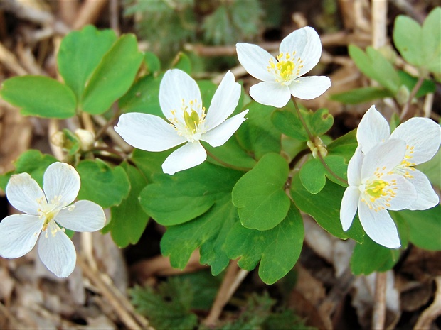 veterník žltuškovitý Isopyrum thalictroides L.