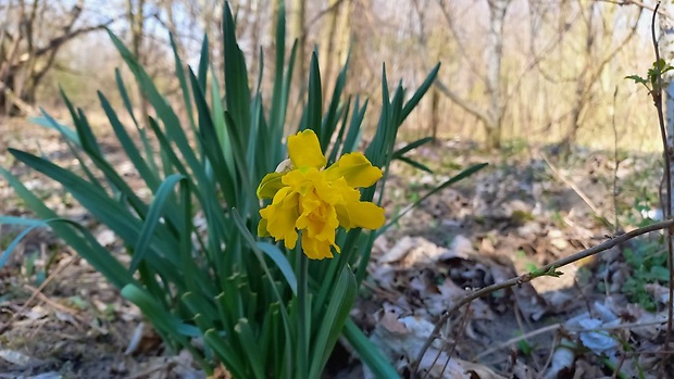 narcis žltý Narcissus pseudonarcissus L.